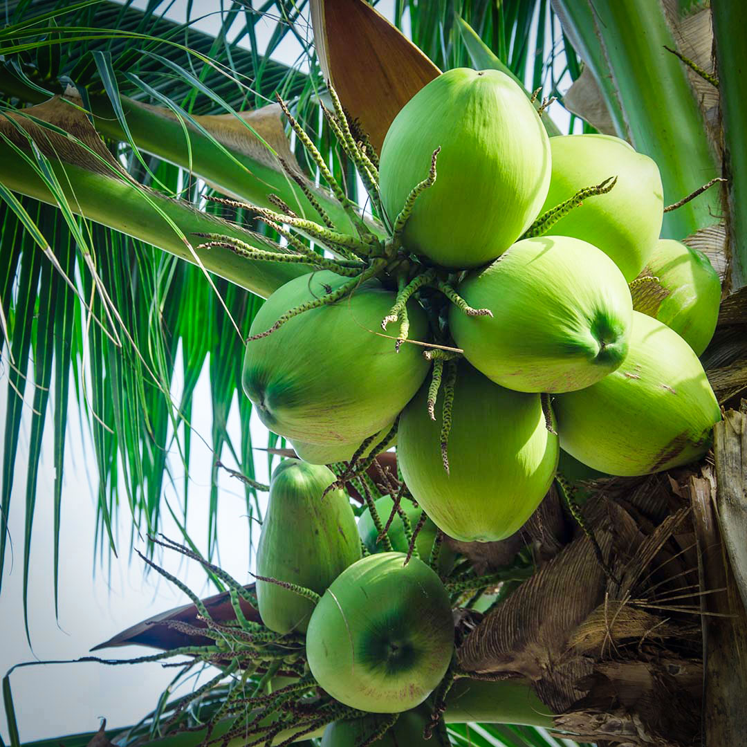 Green Coconut